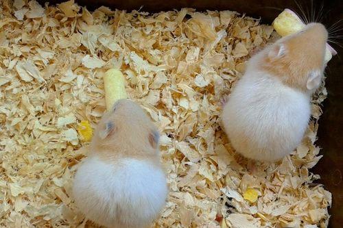 树下吃瓜仓鼠图片,仓鼠悠闲共享夏日时光