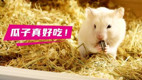 树下吃瓜仓鼠图片,仓鼠悠闲共享夏日时光