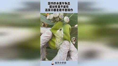 水果牛角瓜怎么吃,水果牛角瓜的多样美味吃法