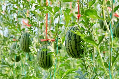 道具吃瓜人,揭秘娱乐圈背后的秘密与真相