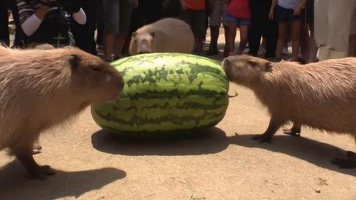 极速吃瓜怎么拍,轻松拍出热门短视频