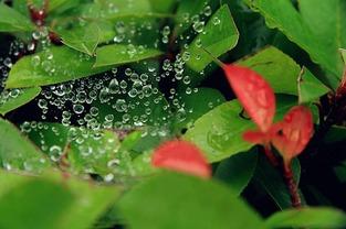 小暑节气吃瓜纳凉,瓜果飘香，纳凉解暑乐享清凉时光