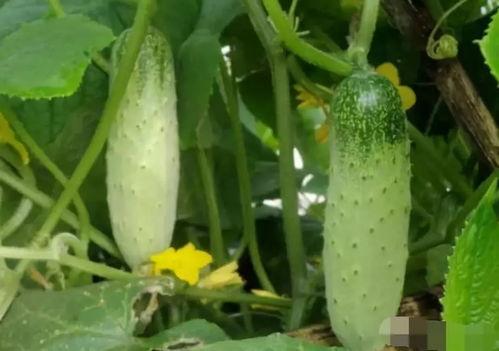 吃瓜是瓜管理技术,瓜管理技术背后的秘密