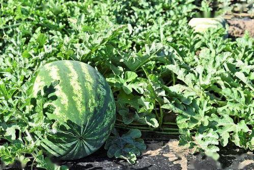 吃瓜是瓜管理技术,瓜管理技术背后的秘密