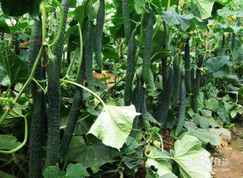 吃瓜是瓜管理技术,瓜管理技术背后的秘密