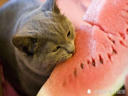 动物吃瓜的视频,动物们的“吃瓜”大作战