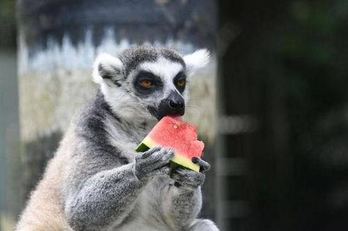 动物吃瓜的视频,动物们的“吃瓜”大作战