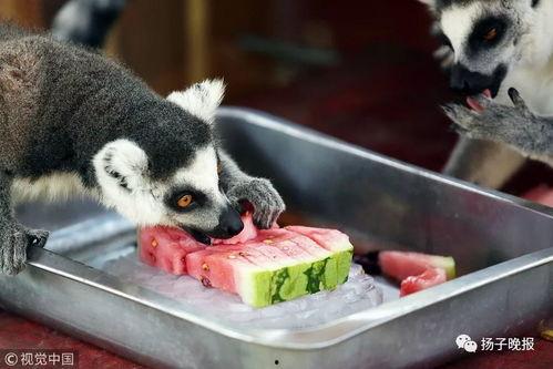 动物吃瓜的视频,动物们的“吃瓜”大作战