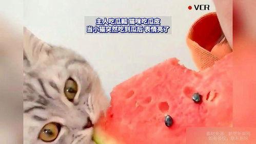 猫咪吃瓜照片,萌态十足！