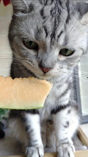 猫咪吃瓜照片,萌态十足！