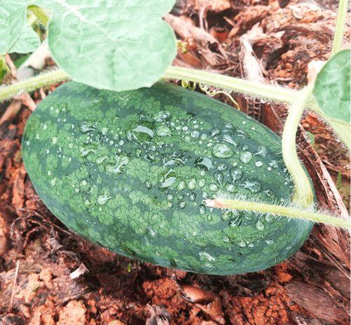 吃瓜撞车莆田,揭秘事故背后的惊人真相