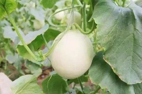 山东微山吃瓜事件,一场吃瓜引发的争议与反思