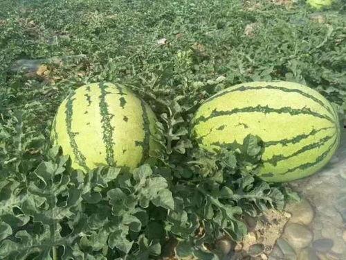 山东微山吃瓜事件,一场吃瓜引发的争议与反思