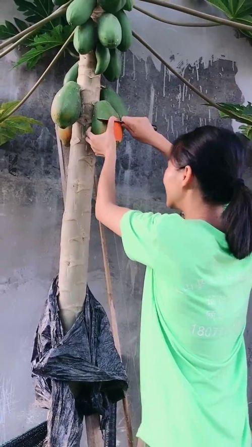 蹲树上吃瓜,揭秘蹲树上吃瓜的独特体验