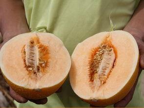 日本甜蜜瓜怎么吃,日本甜蜜瓜的多重美味食用指南