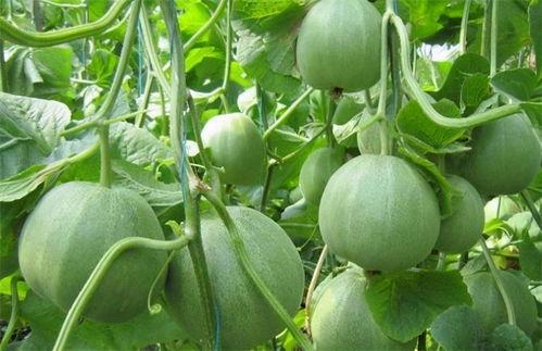 吃瓜利于排便吗,揭秘瓜果对排便的神奇作用