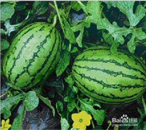 网瓜都是怎样吃,探索创意吃瓜新潮流