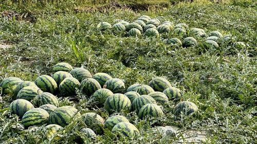 德宏芒市吃瓜事件