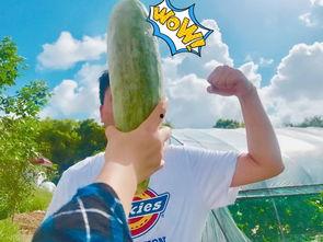 看网红吃瓜,幕后故事与热门话题深度解析