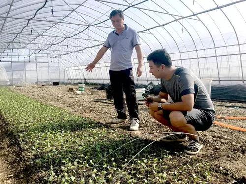 青州国庆吃瓜事件,一场引发热议的国庆节奇闻