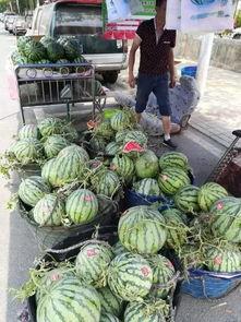 青州国庆吃瓜事件,一场引发热议的国庆节奇闻