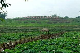 富平吃瓜好去处,吃瓜好去处大盘点