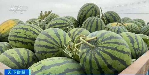 吃瓜彩塘,探寻美食背后的故事与魅力