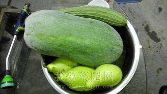 专业吃瓜小号2018,专业吃瓜小号背后的故事与影响