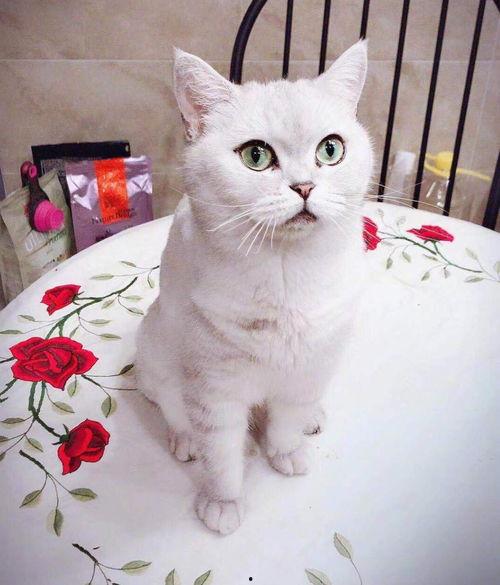 沙鼠吃瓜吗,揭秘它们是否吃瓜