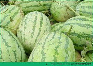 吃瓜早上做饭好吗,吃瓜时光的温馨开始