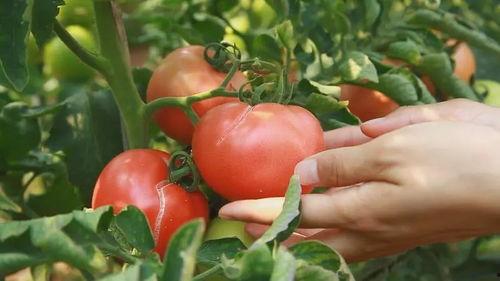 秋天别吃瓜,为何秋天不宜食用瓜类水果