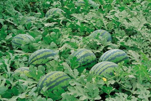 宗门吃瓜系统,揭秘吃瓜系统背后的神秘宗门故事