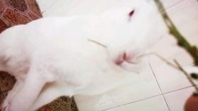 忆崽崽吃瓜视频,揭秘娱乐圈幕后故事