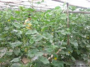 阿申吃瓜,揭秘娱乐圈背后的那些事儿