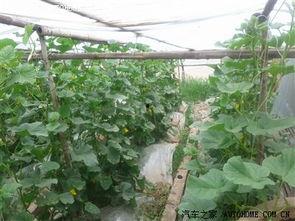 阿申吃瓜,揭秘娱乐圈背后的那些事儿