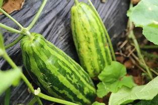 吃瓜内涵群名,揭秘吃瓜内涵群名背后的趣味与智慧