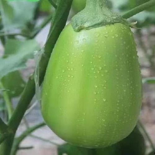 圆蒲瓜坐月子可以吃吗,圆蒲瓜坐月子期间的适宜食用指南