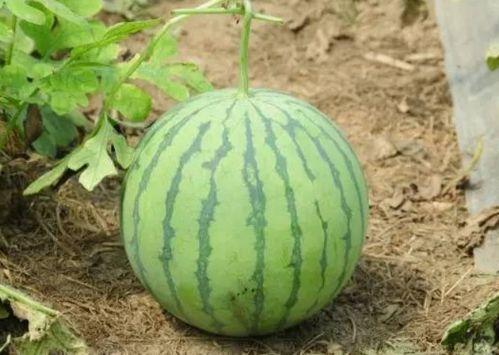 吃瓜先吃皮的瓜,揭秘“吃瓜先吃皮”的独特风味