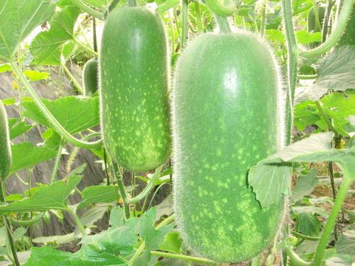 吃瓜常用bgm,跟随吃瓜群众，品味生活百态