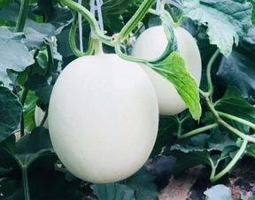 空调吃瓜视频,揭秘吃瓜视频的消暑魅力