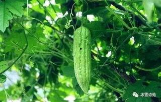 空调吃瓜视频,揭秘吃瓜视频的消暑魅力