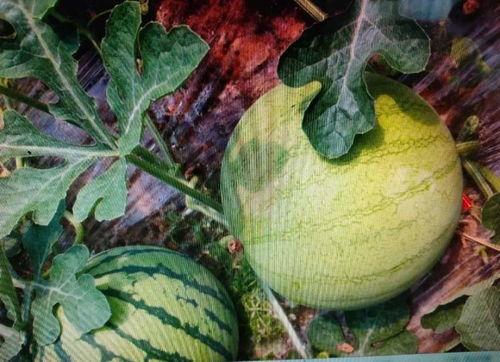 怎么写吃瓜视频,轻松吸引观众眼球