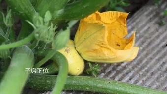 快乐吃瓜娃子,揭秘娱乐圈幕后趣闻