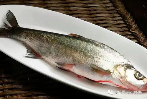 梦见吃八瓜鱼,揭秘八瓜鱼美食之旅