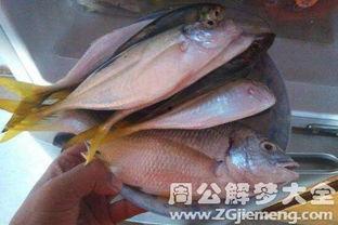 梦见吃八瓜鱼,揭秘八瓜鱼美食之旅