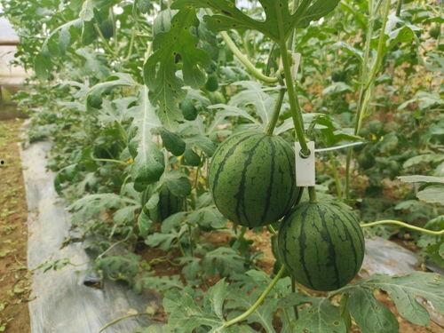 吃瓜特快,揭秘娱乐圈幕后故事